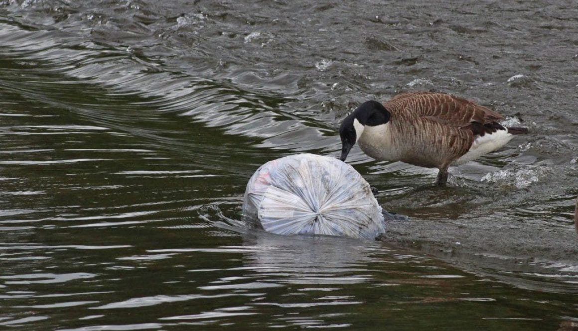 unilab heat transfer software blog decomposition bio plastics