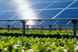 A,Vast,Field,Of,Blue,Solar,Panels,Standing,Above,A