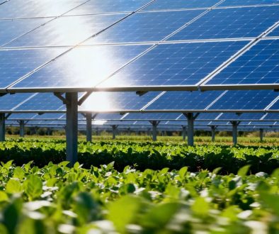A,Vast,Field,Of,Blue,Solar,Panels,Standing,Above,A