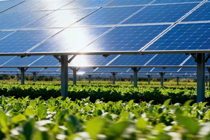A,Vast,Field,Of,Blue,Solar,Panels,Standing,Above,A